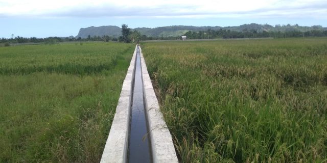 Pasokan Air Irigasi Lancar, Panen Jagung Petani Lamsel Meningkat