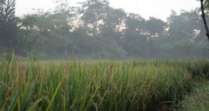 Rawan Banjir, Kementan Dorong Petani Manfaatkan AUTPRawan Banjir, Kementan Dorong Petani Manfaatkan AUTP