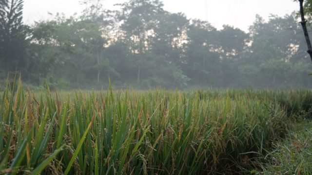 Rawan Banjir, Kementan Dorong Petani Manfaatkan AUTPRawan Banjir, Kementan Dorong Petani Manfaatkan AUTP