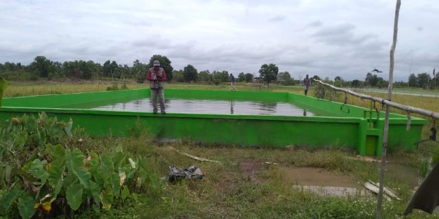 Petani Kapuas Manfaatkan Embung untuk Lahan Rawa