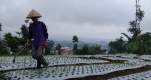 Penugasan Impor Bawang Putih Kepada  Bulog Bisa Rugikan Jokowi