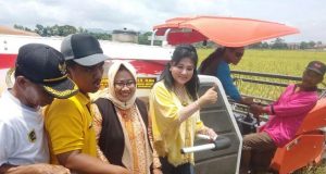 DPR dan Ditjen PSP Panen Raya Padi Sehat di Klaten