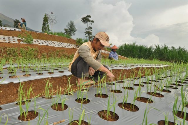 Kemendag Didesak Tahan Izin Impor Bawang Putih Bulog