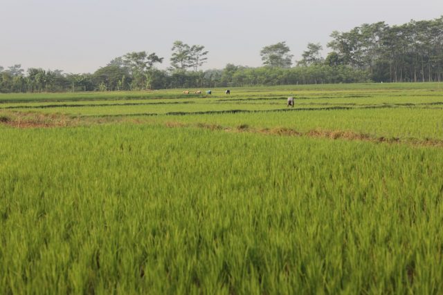 ASRI HIJAU : Salah satu lahan pertanian di Kabupaten Lumajang yang mendapatkan penghargaan Lahan Pertanian Pangan Berkelanjutan (LP2B). Foto : Kementan