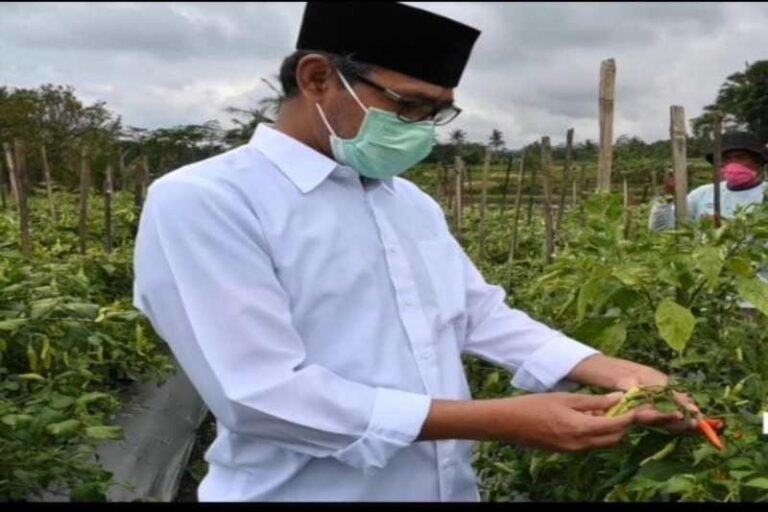 Bupati: Masyarakat Tidak Perlu Khawatir Konsumsi Cabai Asal Temanggung