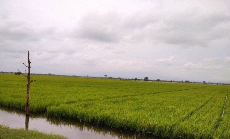 3.010 Hektare Tanaman Padi di Kudus Tergenang Banjir