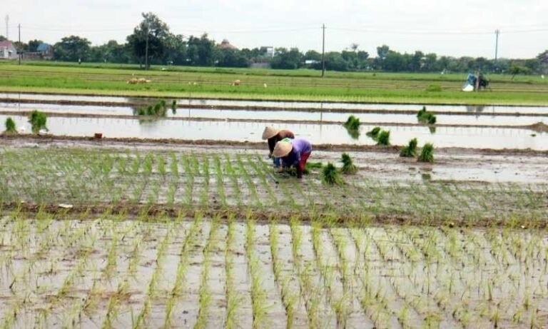 Produksi Gabah di Boyolali Capai 112.619 Ton Hingga Maret