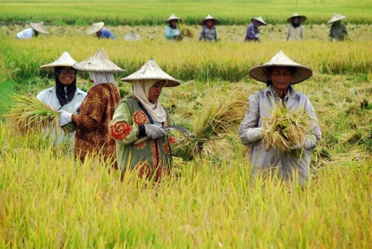 Wacana Impor Beras Beri Sentimen Negatif terhadap Harga Gabah, Petani Merugi