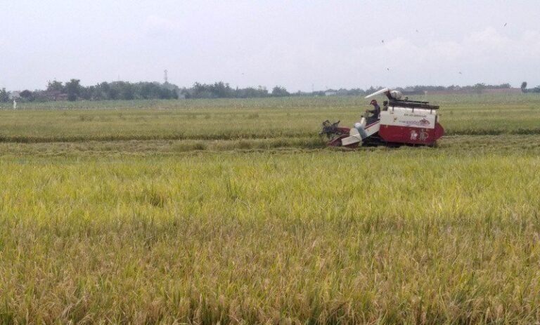 Produksi Gabah di Kudus Tahun 2020 Capai 166.494 Ton GKP