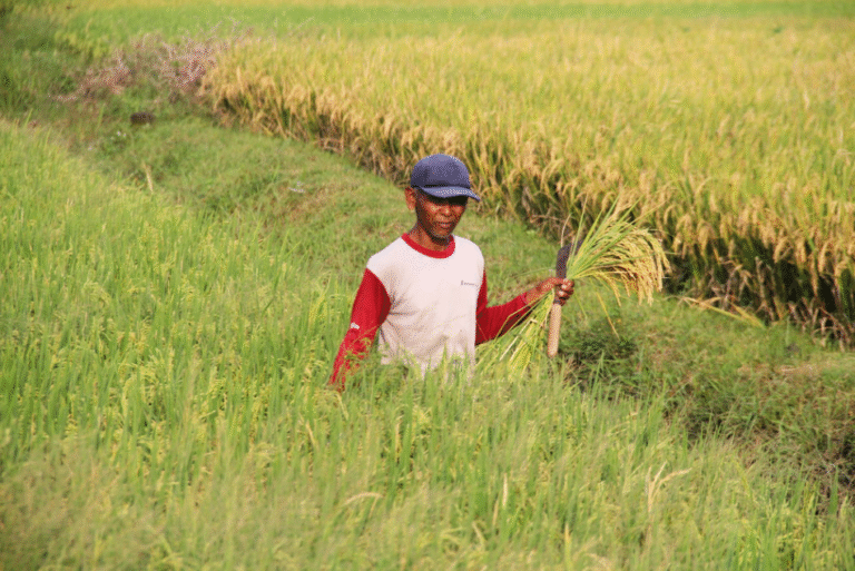 Hadapi Musim Kemarau, Persediaan Jagung dan Gabah di Boyolali Aman