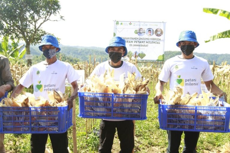 Bank bjb Dukung Kesejahteraan Petani Jagung Lewat KUR Petani Milenial