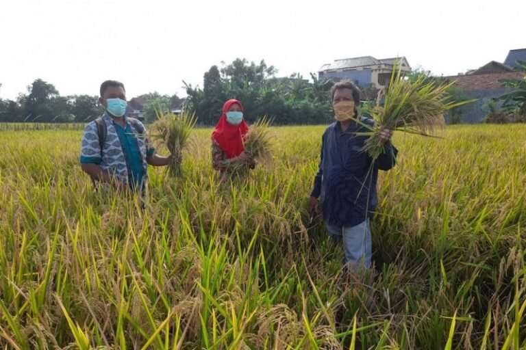 Tingkat Produktivitas Tanaman Padi di Kabupaten Kudus Meningkat