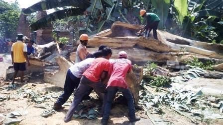 Tak Ada Hujan Tak Ada Angin, Pohon Leses Berumur Ratusan Tahun di Boyolali Tiba-tiba Tumbang