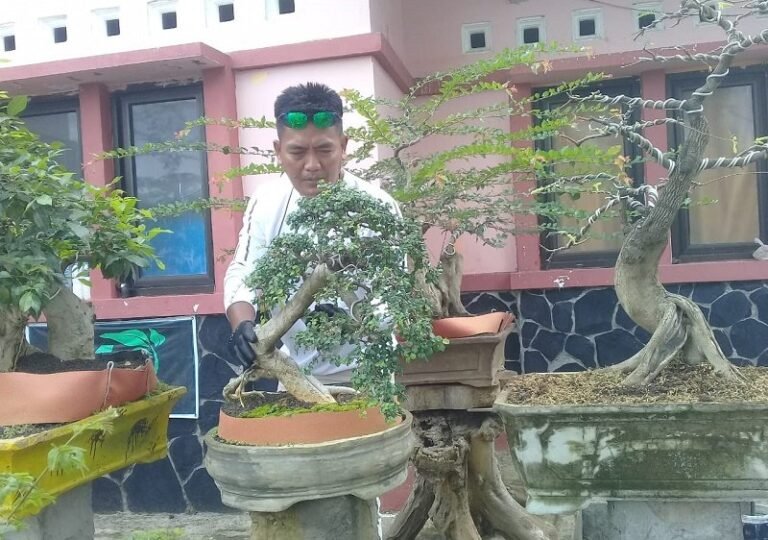 Petugas Alun-Alun Bung Karno Ungaran Kembangkan Bonsai