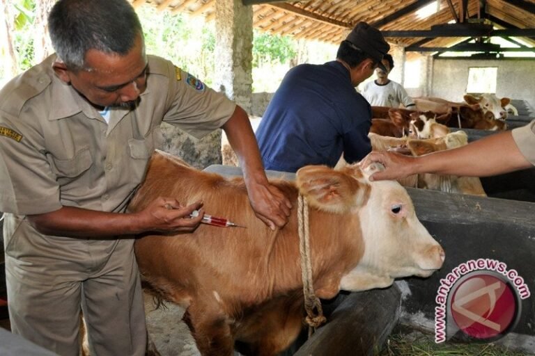 Seribuan Ternak Bakal Vaksinasi Antraks