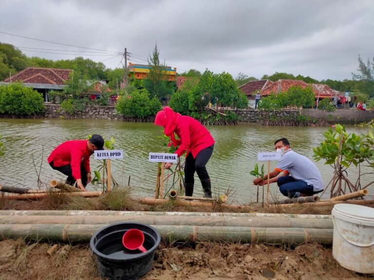 PDIP Kabupaten Demak Tanam Mangrove di Bedono 