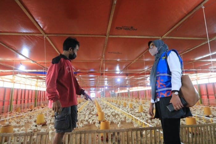 Pakai Listrik PLN, Peternak Ayam Hemat Belasan Juta Rupiah