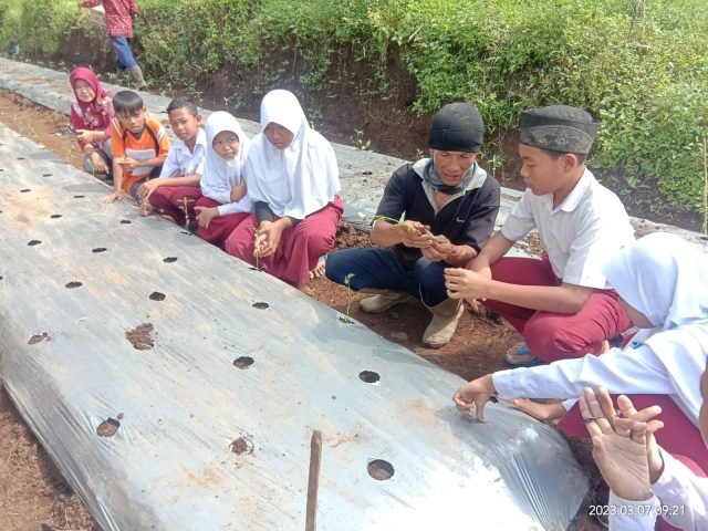 Cabai Mahal, Siswa SDN Sugihan 3 Tanam Cabai Sendiri