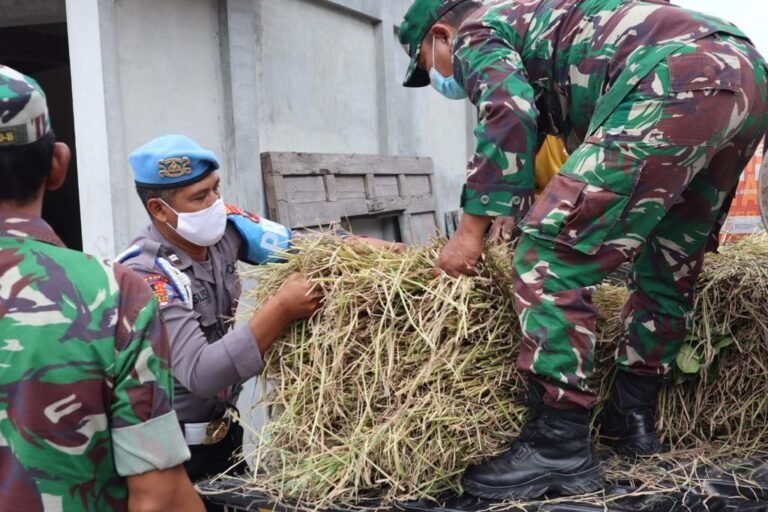 Polri – TNI Berikan Bantuan Pakan Ternak Paska Erupsi Merapi