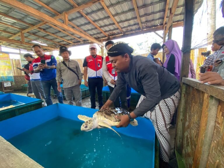 Pertamina Patra Niaga JBT Lakukan Pelepasliaran Penyu Lekang di Cilacap