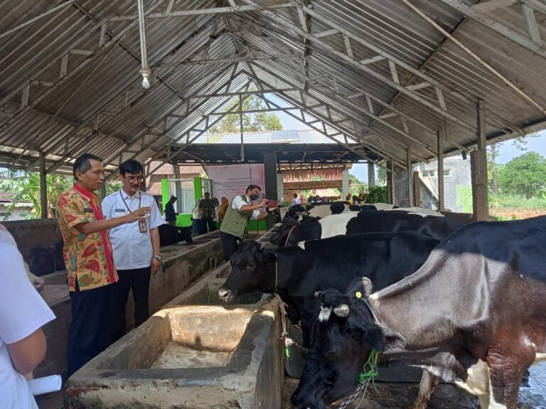 Sisihkan Boyolali dan Banyumas, Kelompok Tani Ternak Sido Makmur Gunungpati Raih Juara I Lomba KTT Sapi Perah Tingkat Jawa Tengah