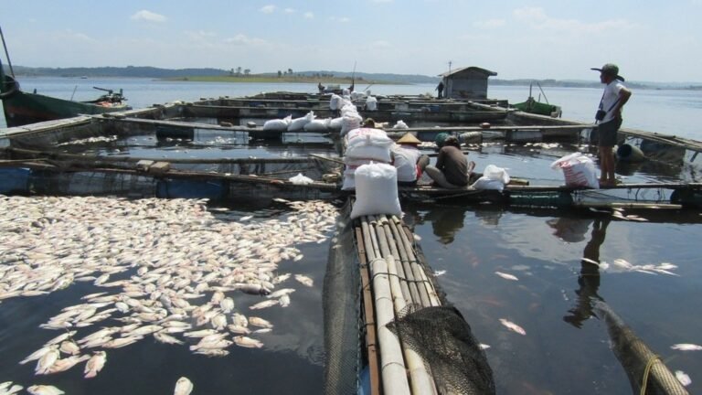 Cuaca Ekstrem Ribuan Ikan di WKO  Mati