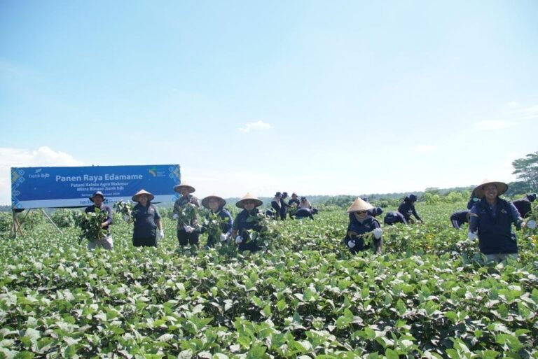 Bank bjb Bersama Petani Mitra Binaan di Jawa Tengah Panen Raya Komoditi Edamame
