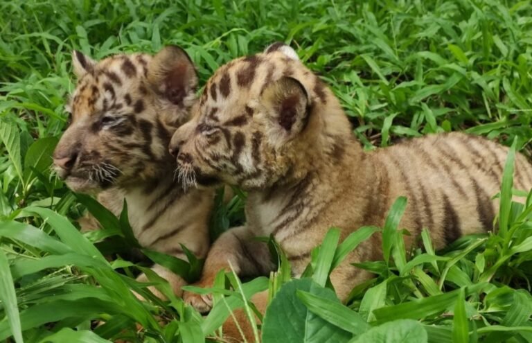 Lebaran, Solo Safari Tambah Koleksi Tiga Bayi Harimau Lucu 
