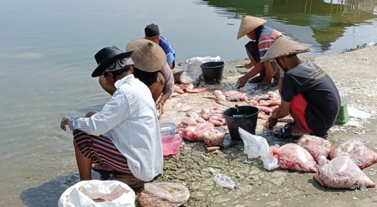 Puluhan Ribu ton Ikan Waduk Kedung Ombo Mati Mendadak 