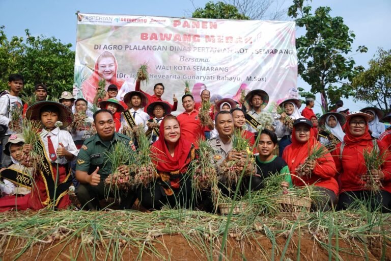 Panen 400 Kilogram Bawang Merah, Mbak Ita Sukseskan Daulat Pangan
