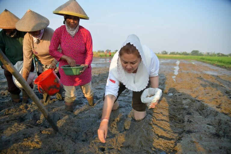 Tanam Padi Biosalin dengan Sistem Tabela