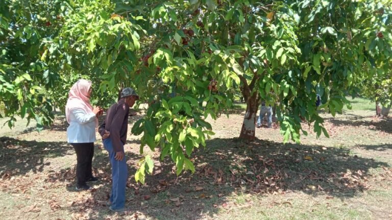Jambu Pranan Sukoharjo, Musim Kemarau Bisa Panen Empat Kali