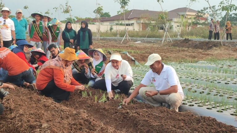 Mbak Ita Tanam Bawang Merah Jenis Lokananta, Bisa Panen Hingga 20 Ton Per Hektare