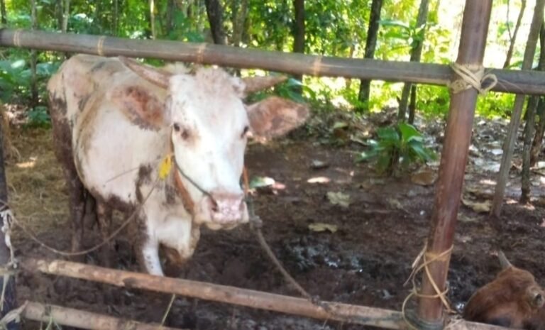 113 Sapi Mati Mendadak di Sragen Pemkab Belum Tutup Pasar Hewan