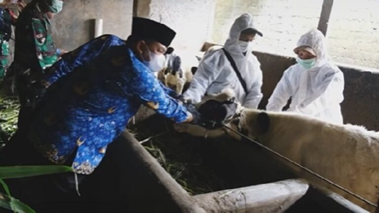 Bupati Semarang Tinjau Vaksinasi PMK, Alokasikan 6.500 Dosis Vaksin