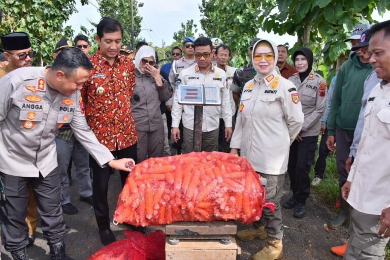 Polres Sukoharjo dan Forkopimda Panen Jagung Bibit di Polokarto, Hasilkan 5 Ton Per Hektare