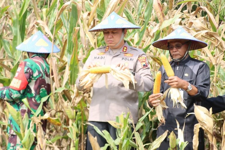 Polres Karanganyar Panen Jagung 20 Ton
