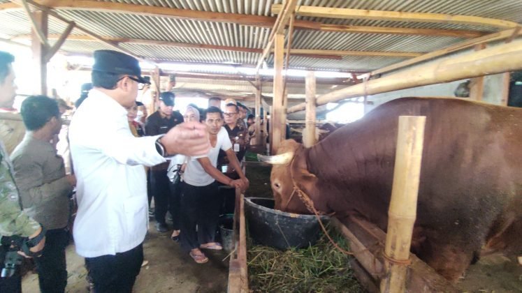 Kesehatan Hewan Kurban Dipantau Berkala