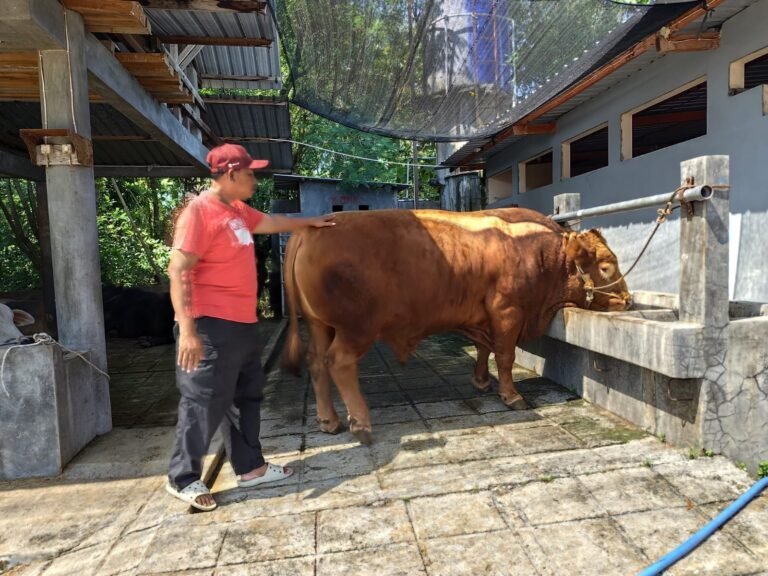 Sapi Kurban Prabowo di Sukoharjo 975 kg Dari Peternakan Langganan Presiden