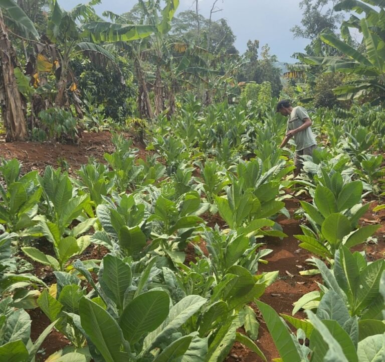 Dispertan Kudus Uji Coba Tembakau Srumpung