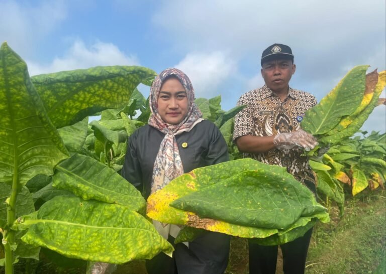 Politisi Dorong Penguatan Akses Pasar, Pelatihan dan Perlindungan Petani Tembakau di Karanganyar