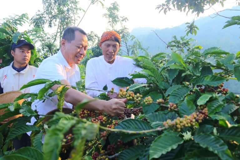 Tradisi Wiwit Kopi Tandai Musim Panen Kopi Muria