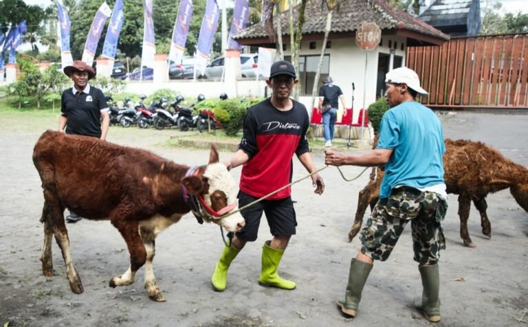 Wujudkan Swasembada Daging, Pemprov Jateng Target Satu Juta Vaksinasi PMK