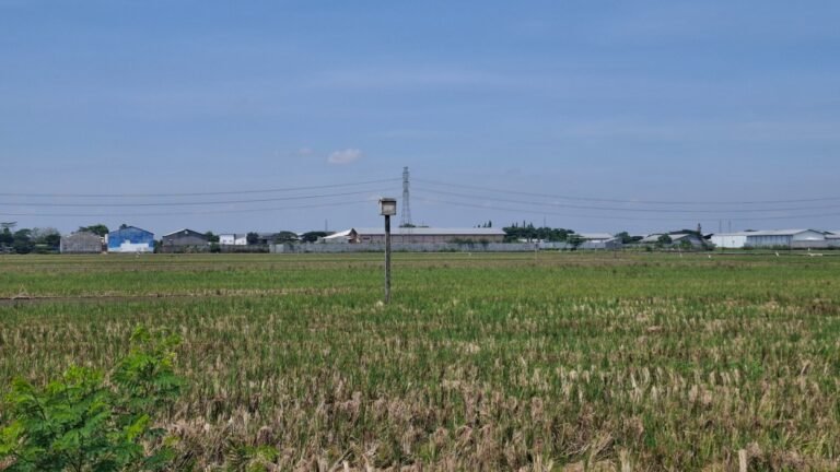 Sam’ani Sebut Burung Hantu Efektif Basmi Hama Tikus