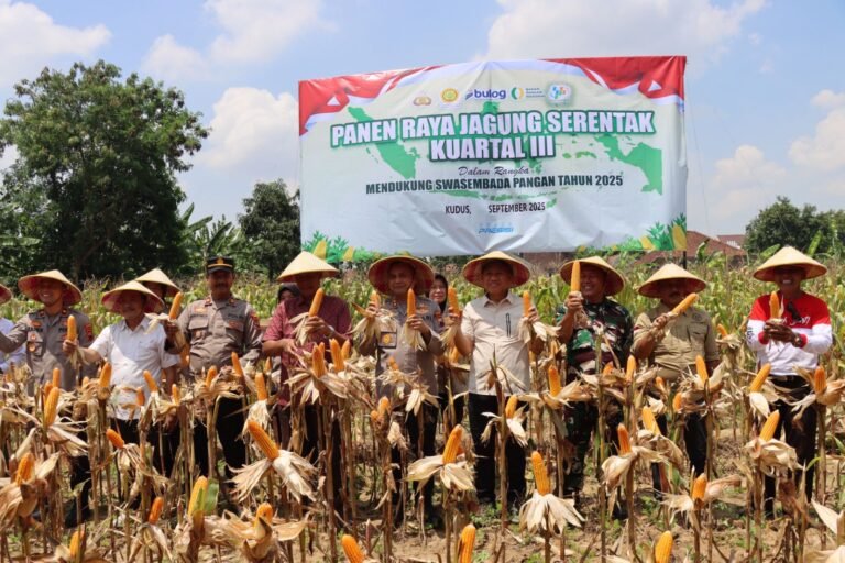 Forkopimda Kudus Panen Jagung Kuartal III