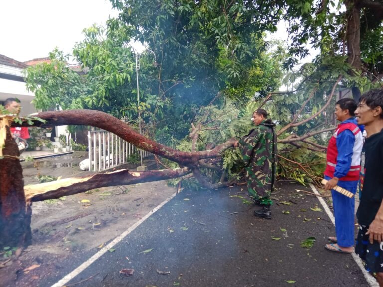 Angin Kencang Terjang Wonogiri, Pohon Tumbang dan Atap Stadion STC Pringgodani Jebol