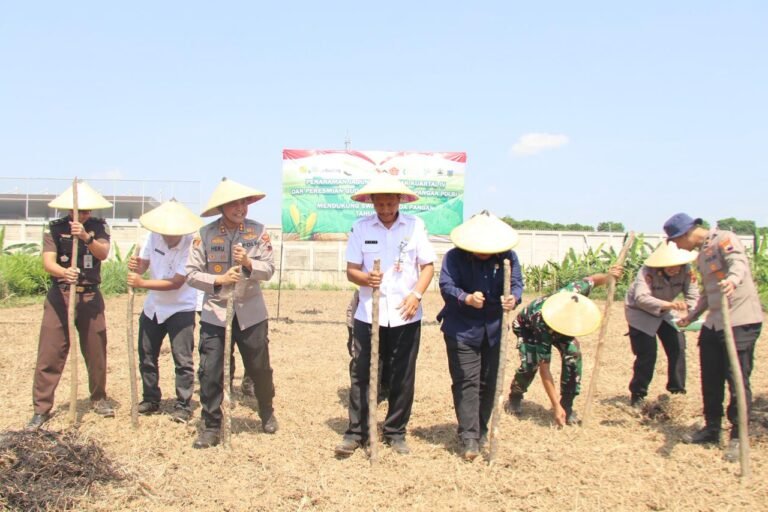Tanam Jagung Serentak Dukung Swasembada Pangan Nasional 2025