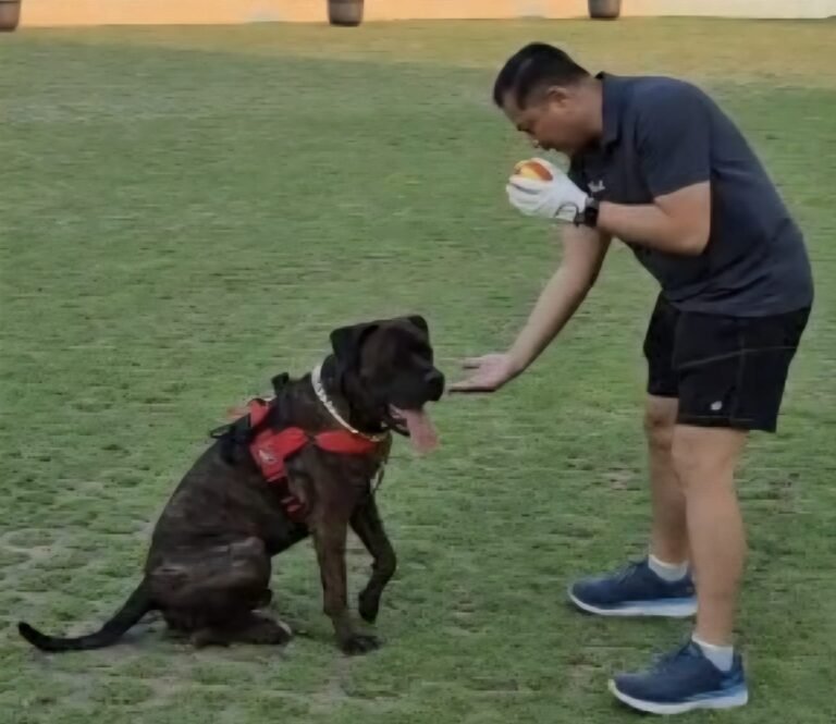 Kombes Pol Artanto Berbagi Pengalaman  Anjing Agresif Jenis Cane Corso Butuh Perhatian Khusus
