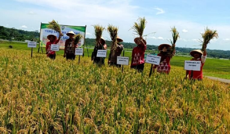 Tanam Padi Semi Organik dengan Limbah Tahu, Petani Kemetul Panen Dua Kali Lipat