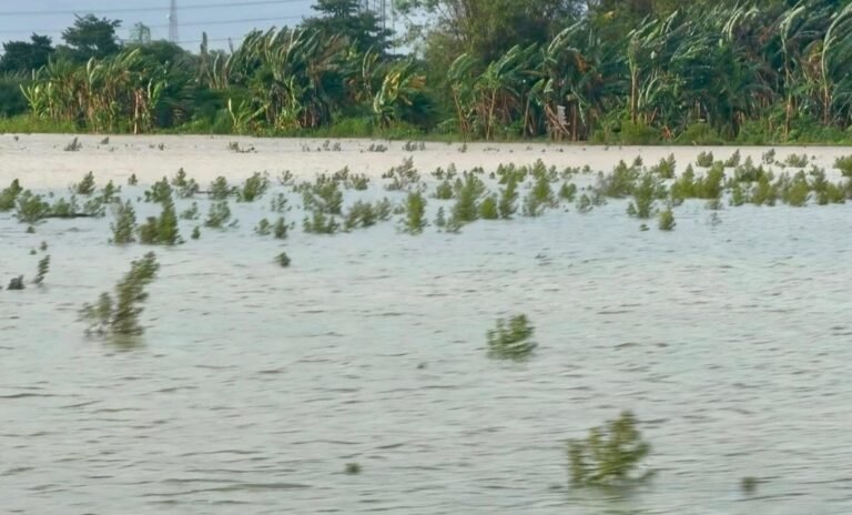 Horee! Klaim Asuransi Petani Jateng Sebentar Lagi Cair